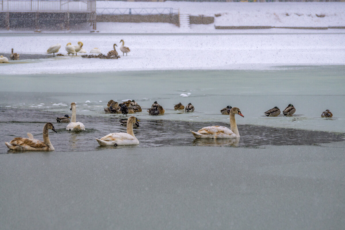 На городском водохранилище - Игорь Сикорский