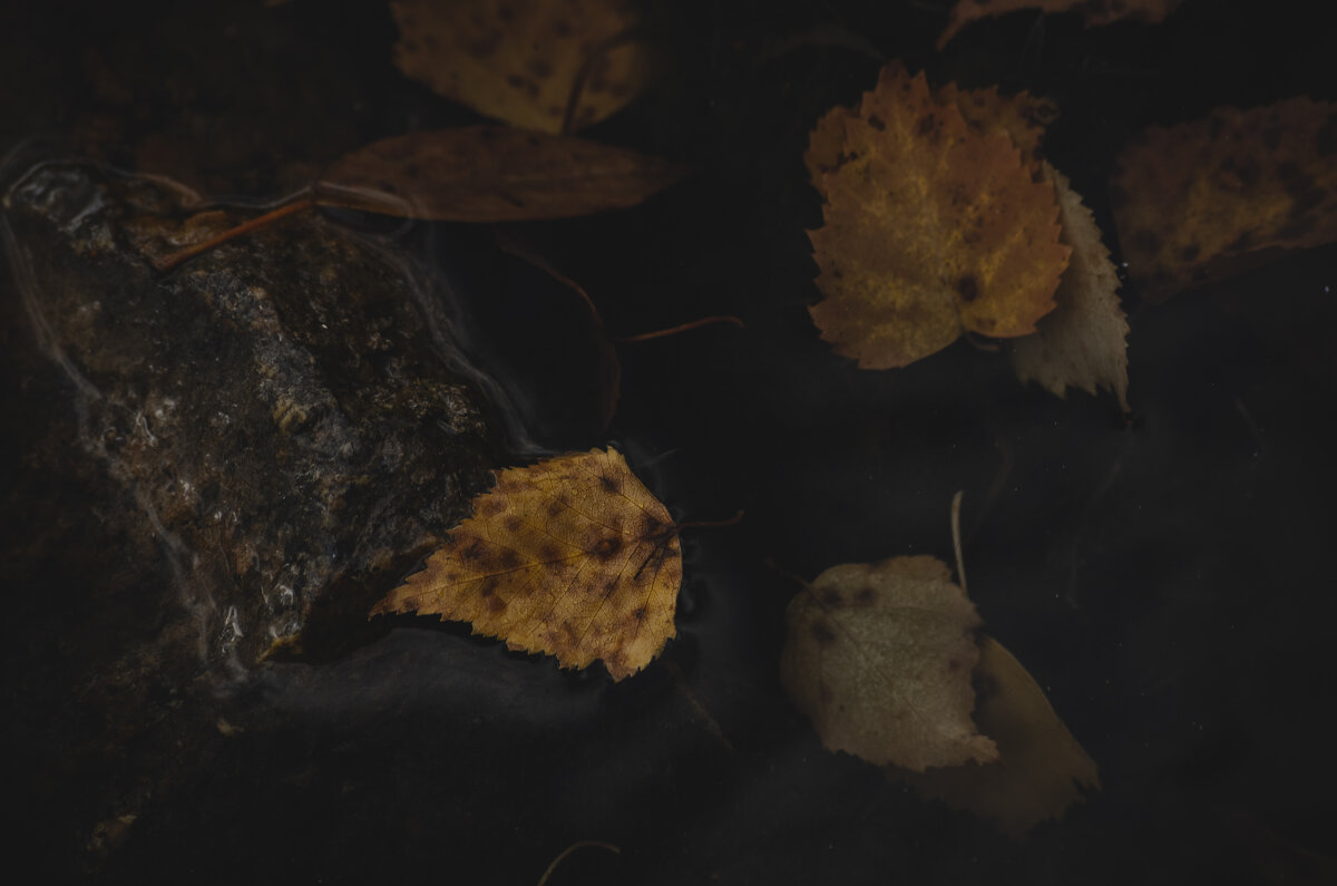 Просто листья в воде - by Rodomers