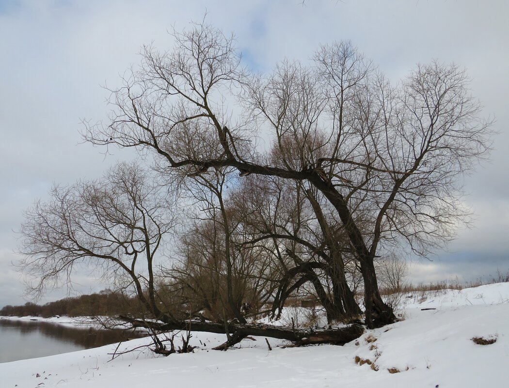 Дерево у реки - Андрей Снегерёв