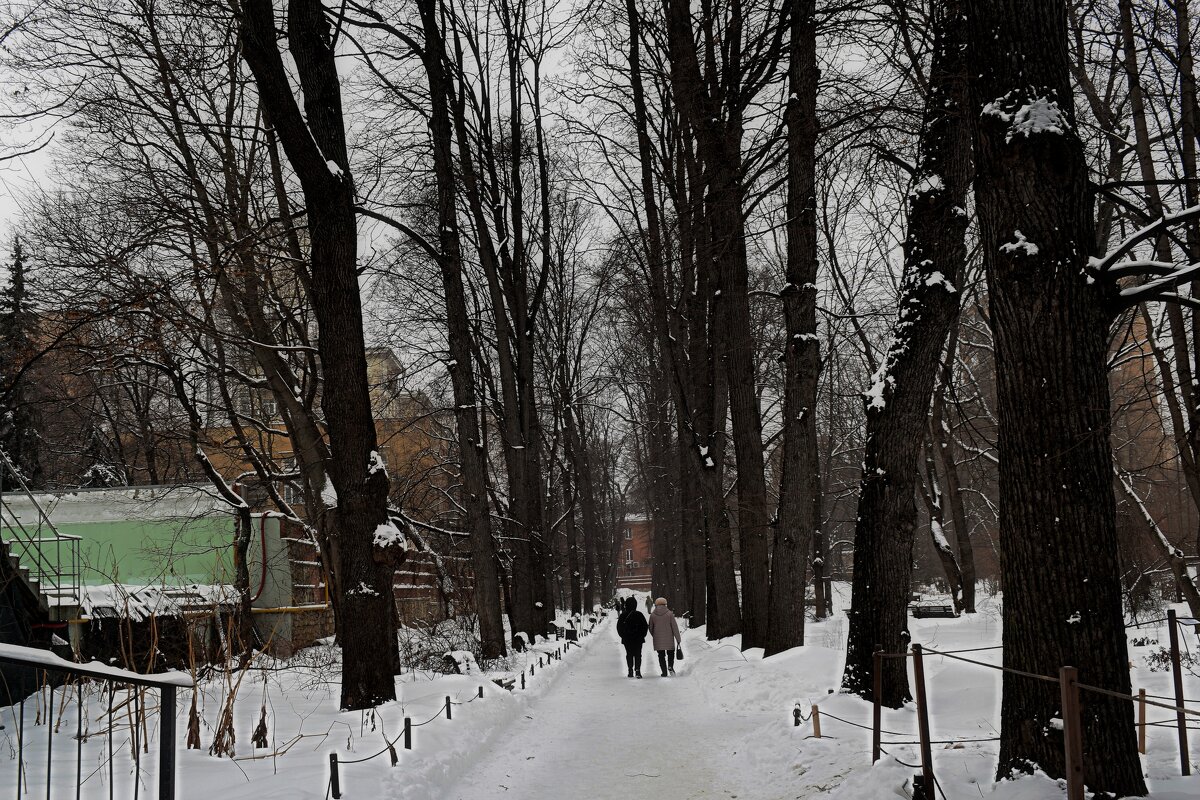 Одна из самых старых аллей Москвы. - Татьяна Помогалова