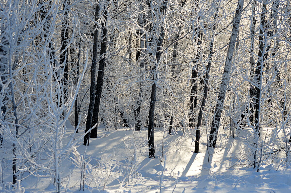Сказочный зимний денёк в лесу - Татьяна Лютаева