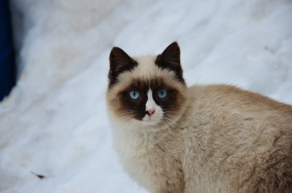 котэ - Константин Сафронов