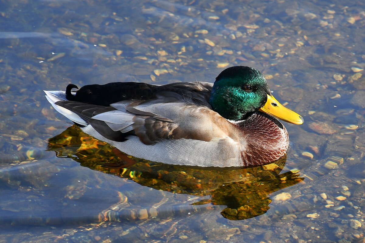 вроде селезень -Moscow duck(male) - Vlad Dega aka Sashka Х