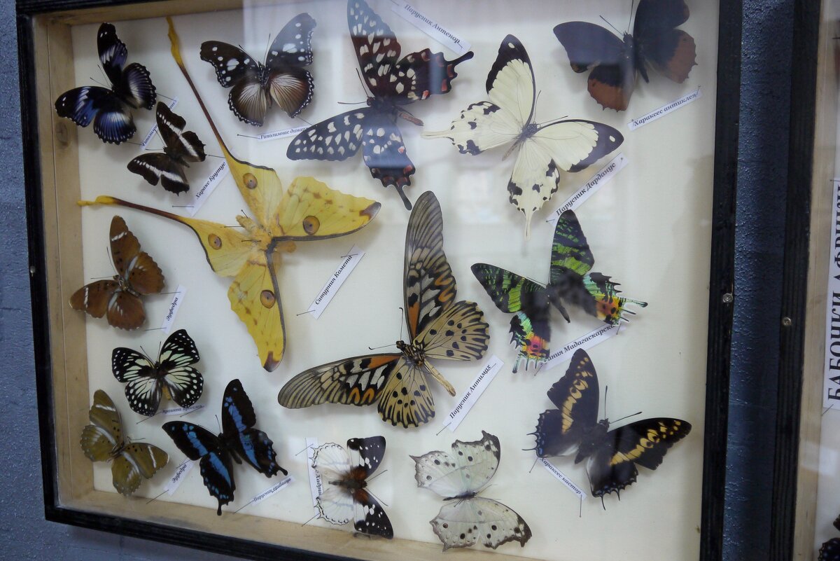 Выставка бабочек. - Alex 711402