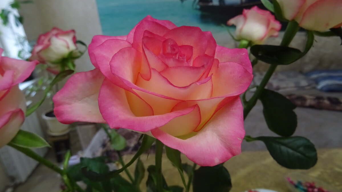 Красивая роза - Татьяна Р 