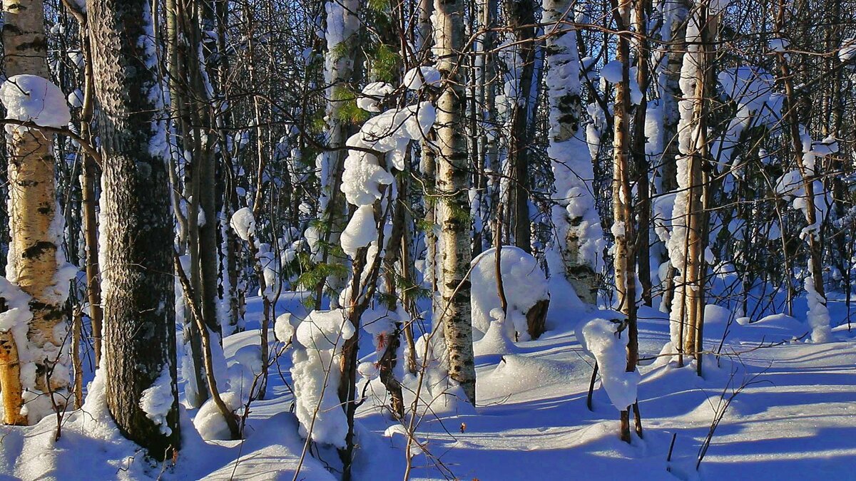 Февраль...В кадре- солнце и снежные колобки! - Владимир 