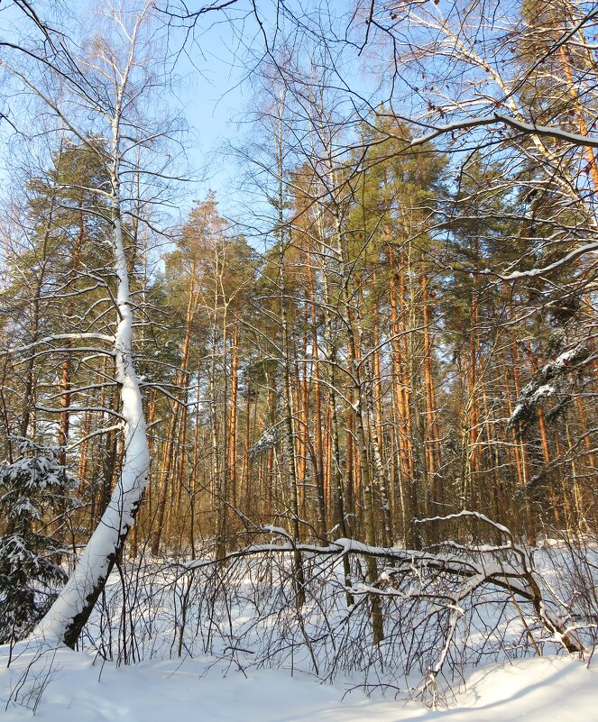 Зимний лес - Андрей Снегерёв
