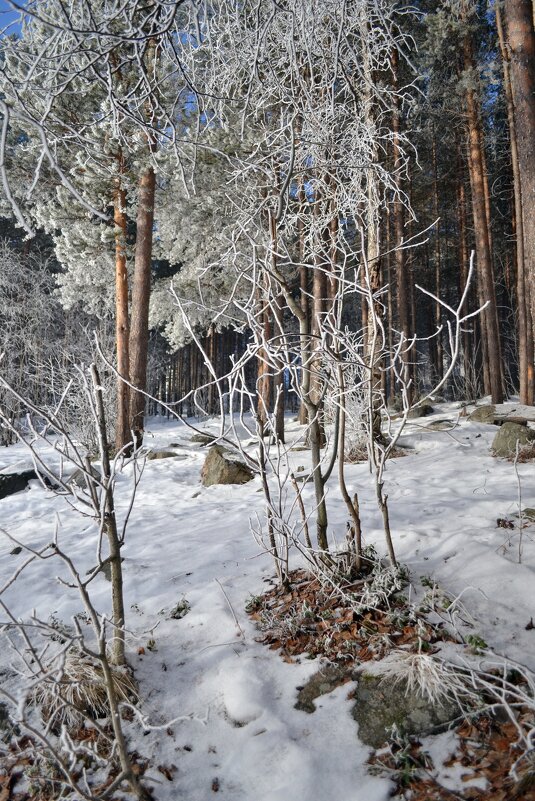 Серебряный лес - Ольга 