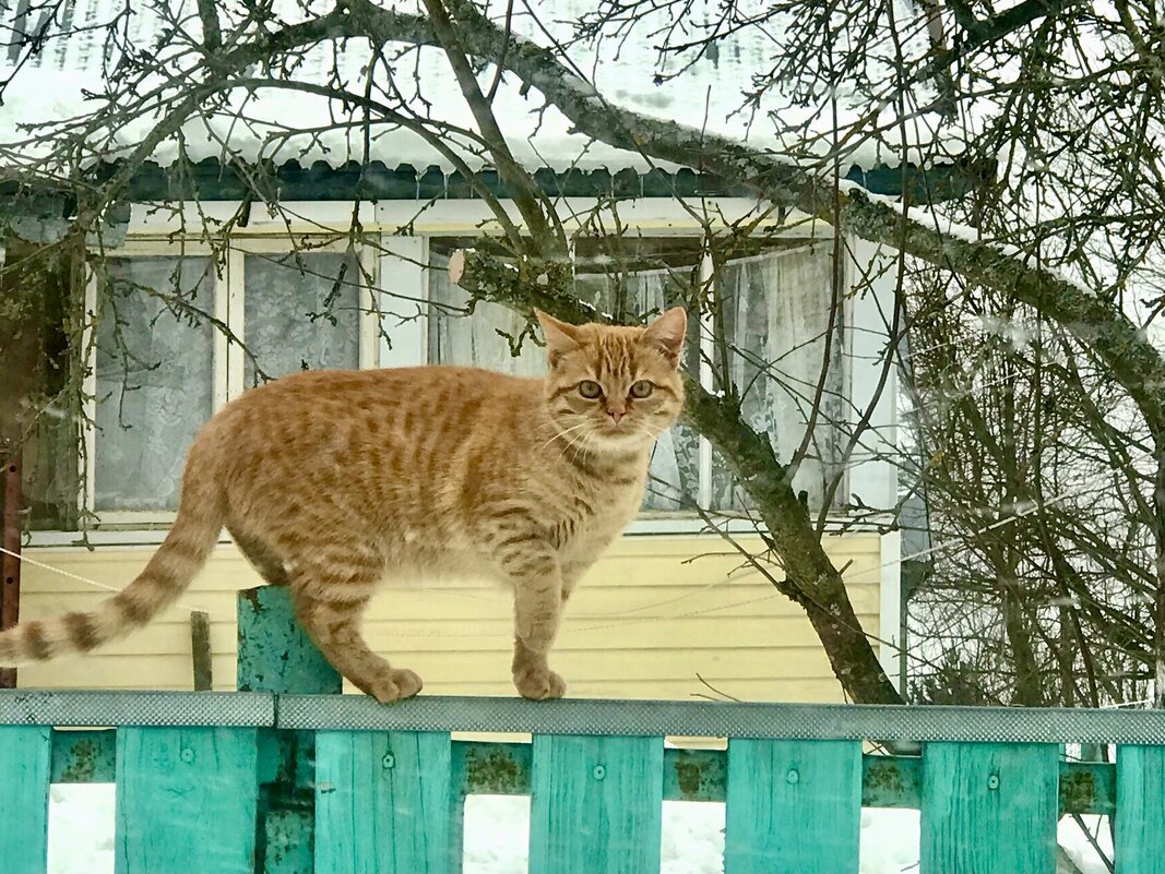 По забору я хожу) Где же там Весна гляжу)) - Альбина 