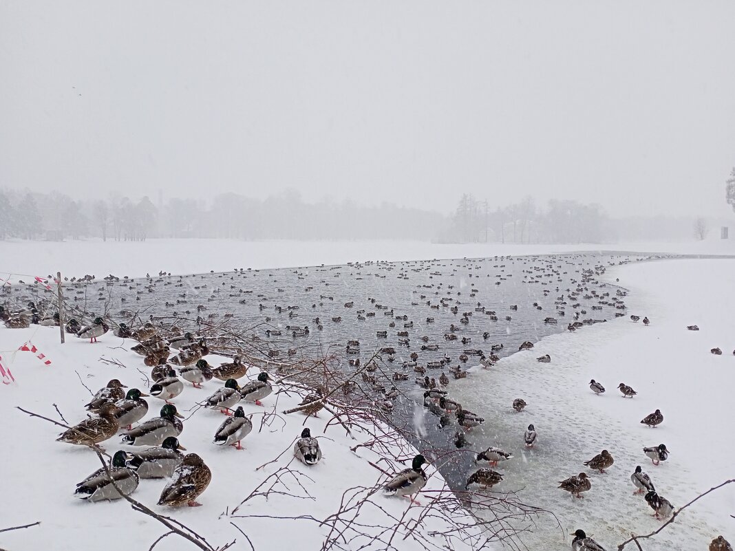 Царское Село. - Татьяна 