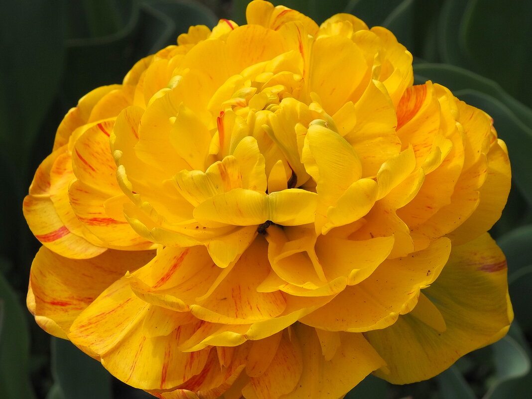Солнечный махровый тюльпан "Sunlover" - wea *