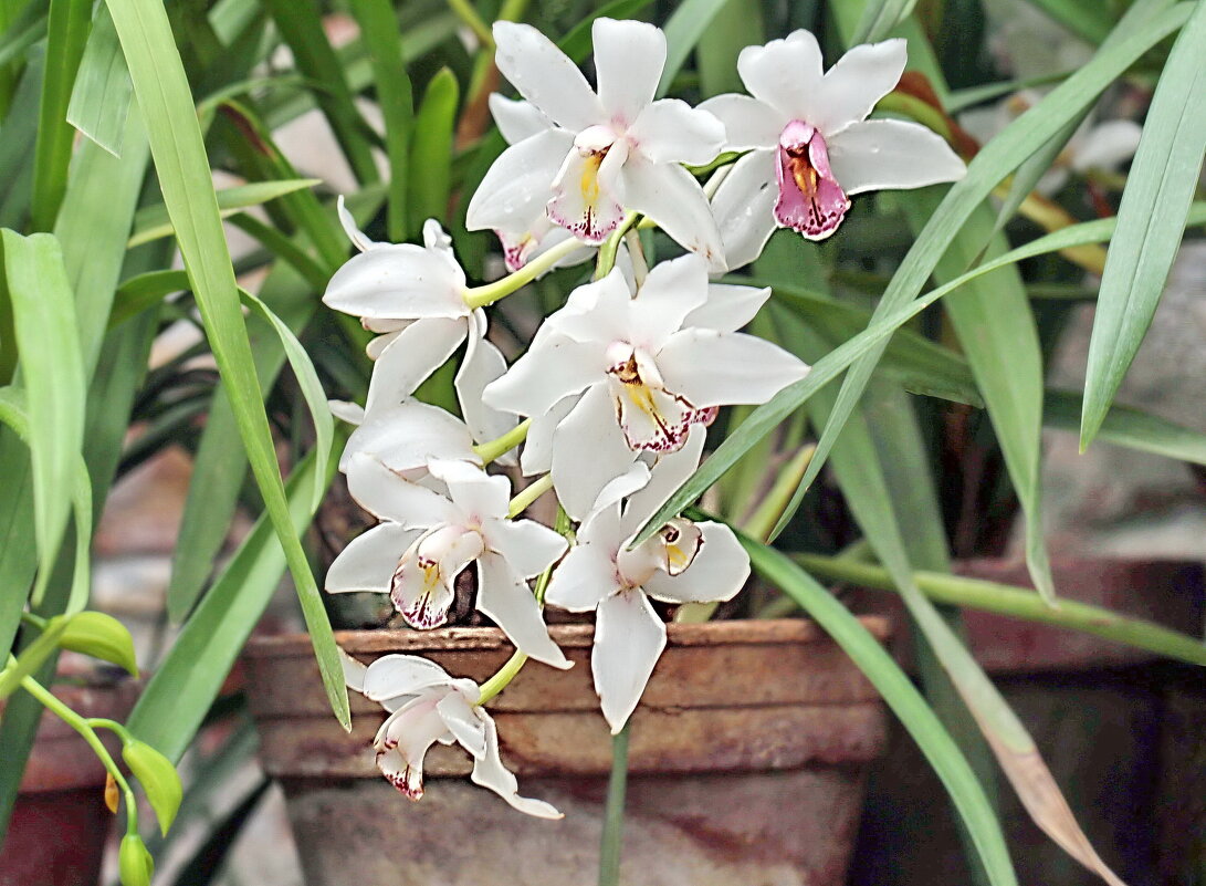 Орхидея, весна - ZNatasha -