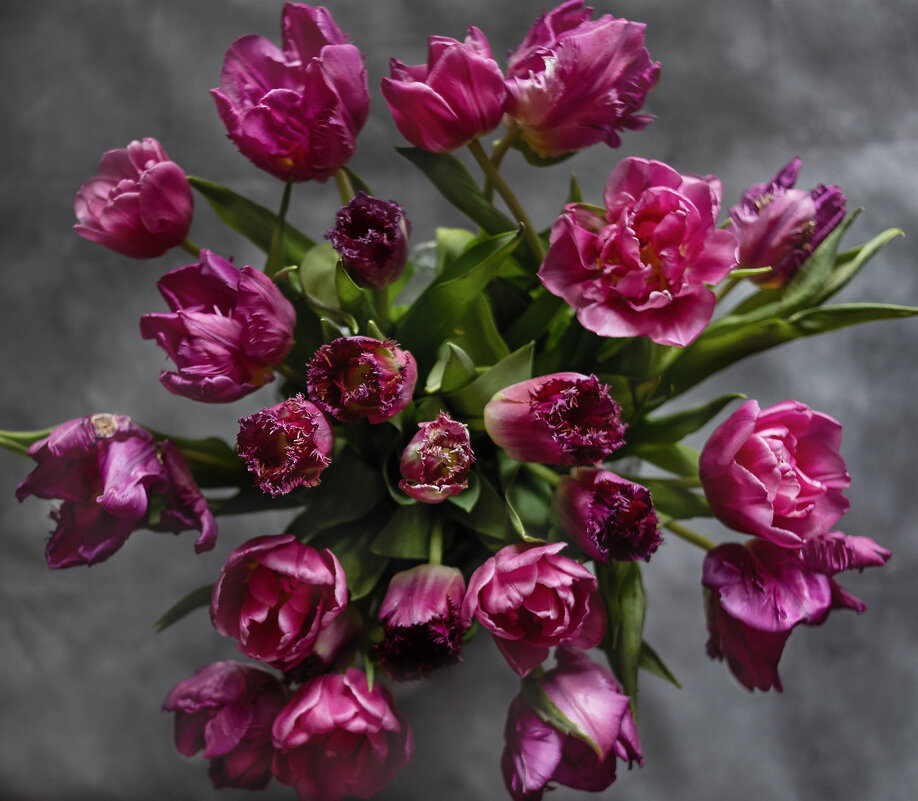 Тюльпаны - Elena Basova