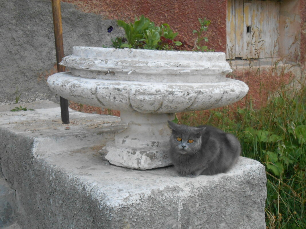 Кот у каменной вазы. - Иван Обожин