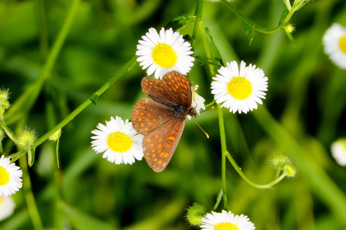 бабочки и цветы 3 - Александр Прокудин