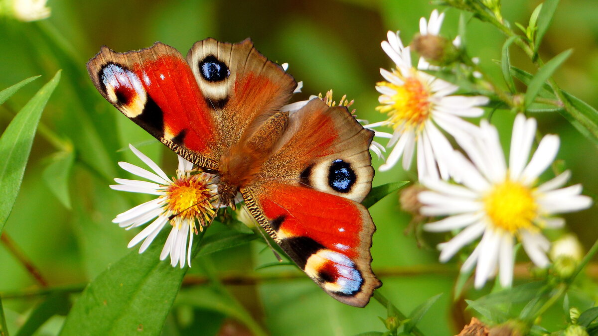 бабочки и цветы 5 - Александр Прокудин