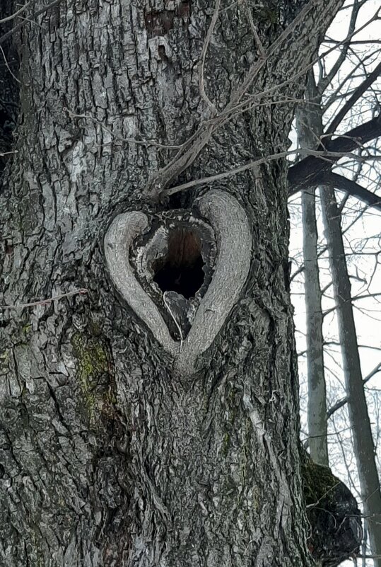 Сердце дерева - Наталья Герасимова