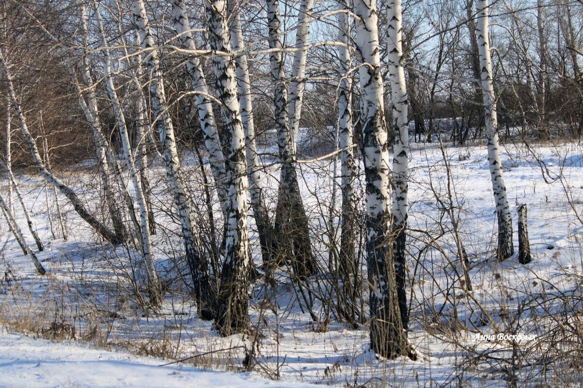 Красавицы берёзки. - Восковых Анна Васильевна 