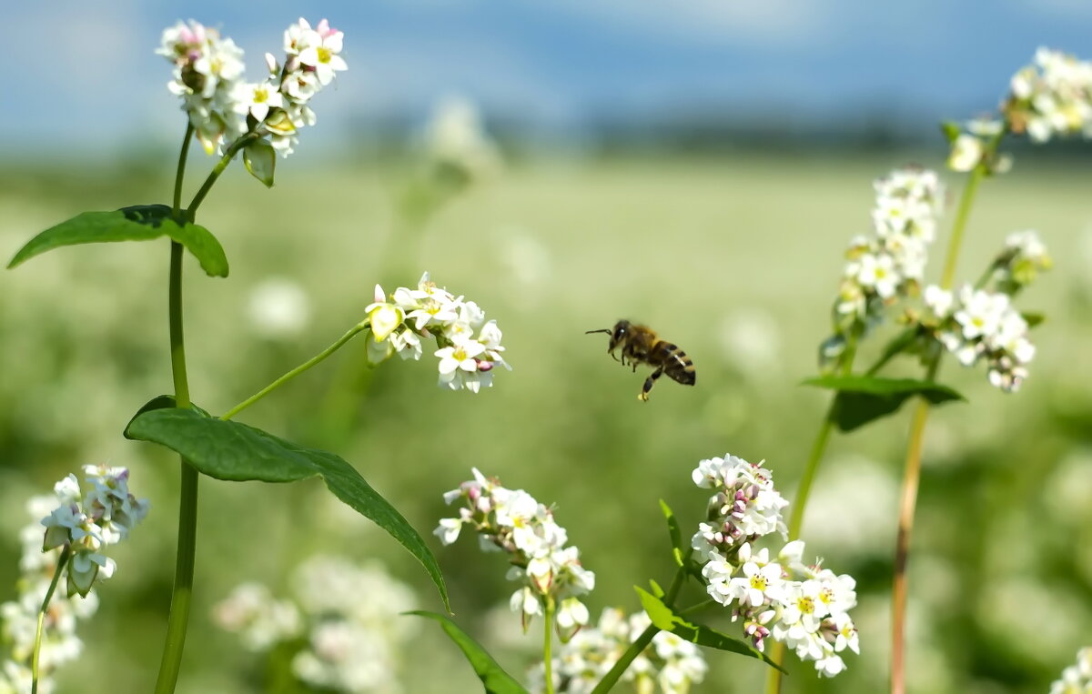 полет пчелы - михаил Архангел