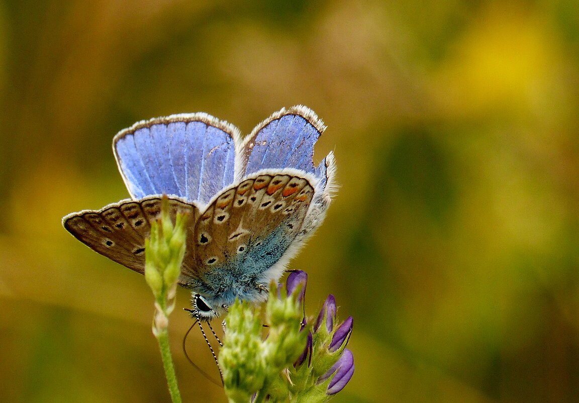 бабочки и цветы 33 - Александр Прокудин