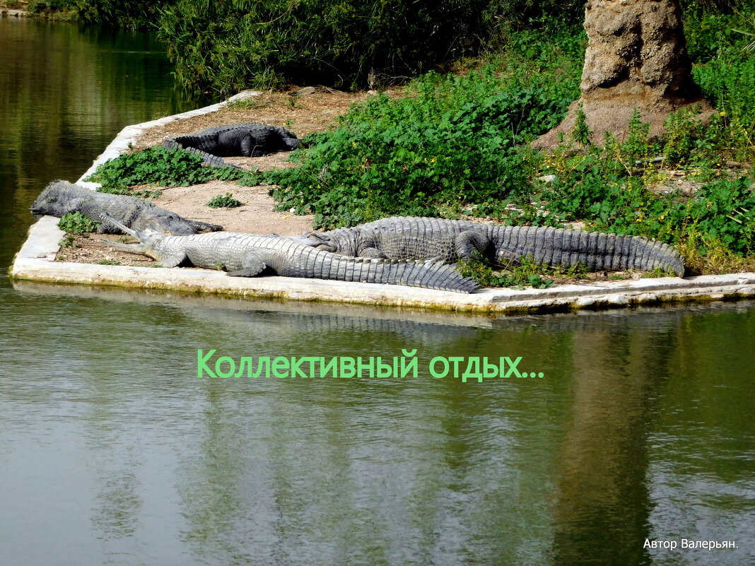 Крокодилы. - Валерьян Запорожченко