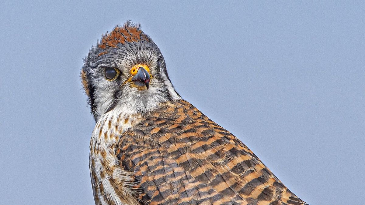 American kestrel - Petr @+