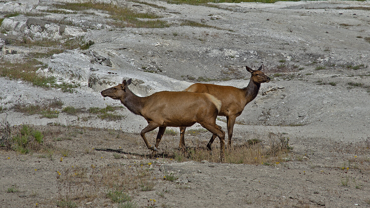 Mammoth Hot Springs - Petr @+