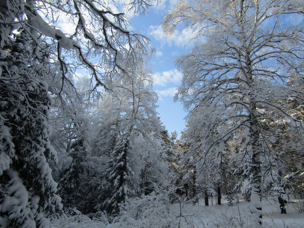 "Зимний лес в объятьях тишины Задремал, укутав ветки снегом." - Galaelina ***