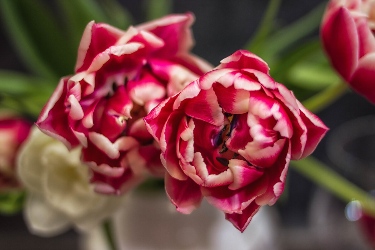 Тюльпаны цветы весны - TATYANA PODYMA