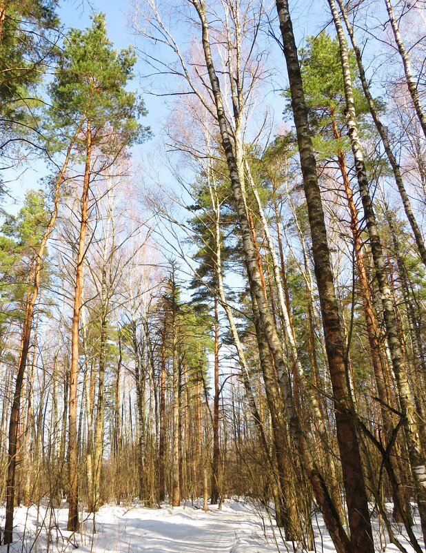 Солнечный весенний лес - Андрей Снегерёв