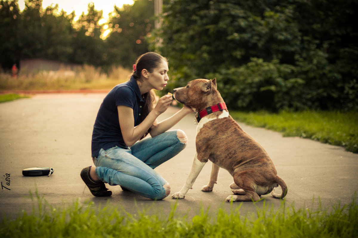 Staffordshire Terrier - Наталия Ботвиньева