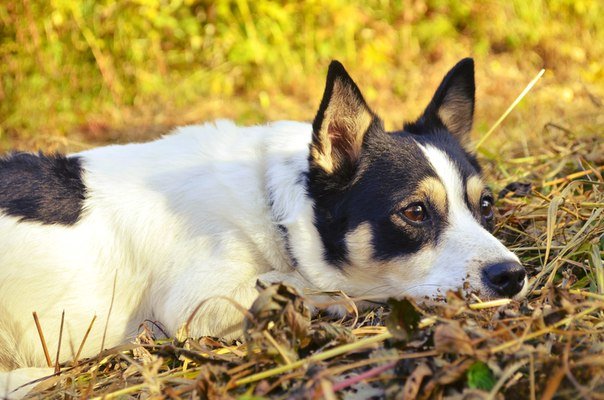 my dog - Наталья Лев