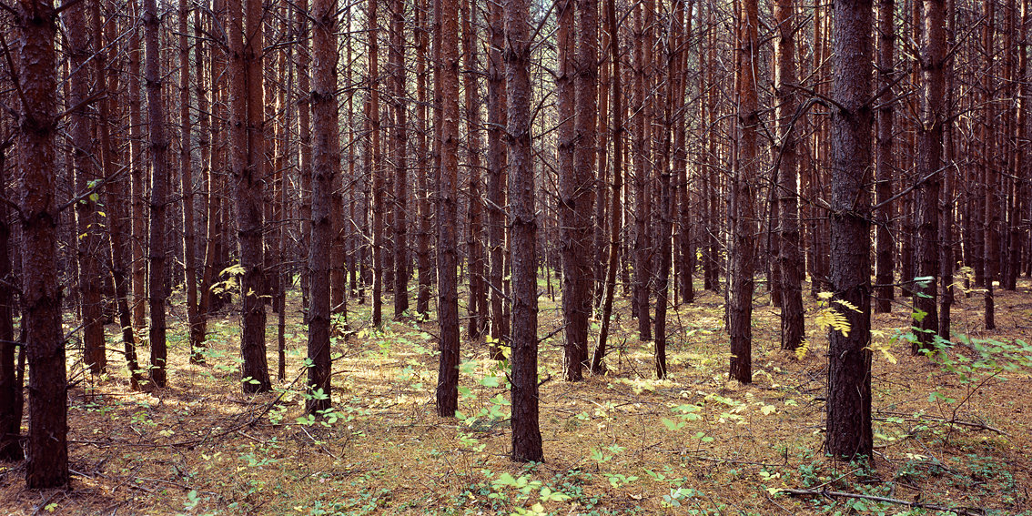 Лес - Igor Zau