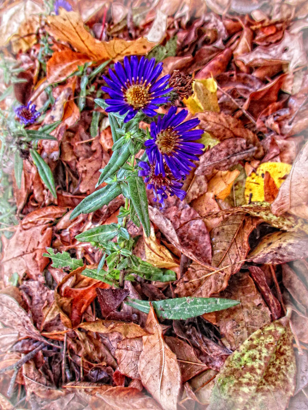 Осенние цветы - Анна Бойнегри
