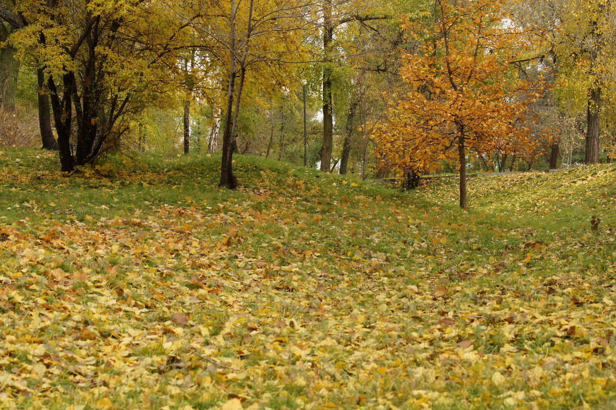 В парке - Михаил 