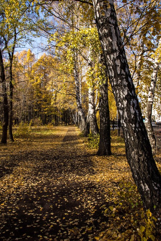 Осенняя аллея - Андрей Мичурин