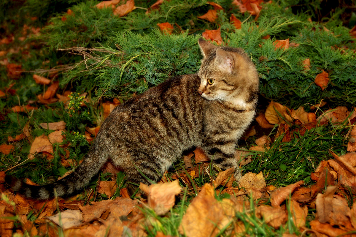 котик привлёк внимание ))) - Юлия 