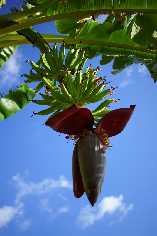 Цветок бананового дерева - НаталиКа 