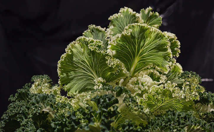 Brassica oleracea - Юра Викулин