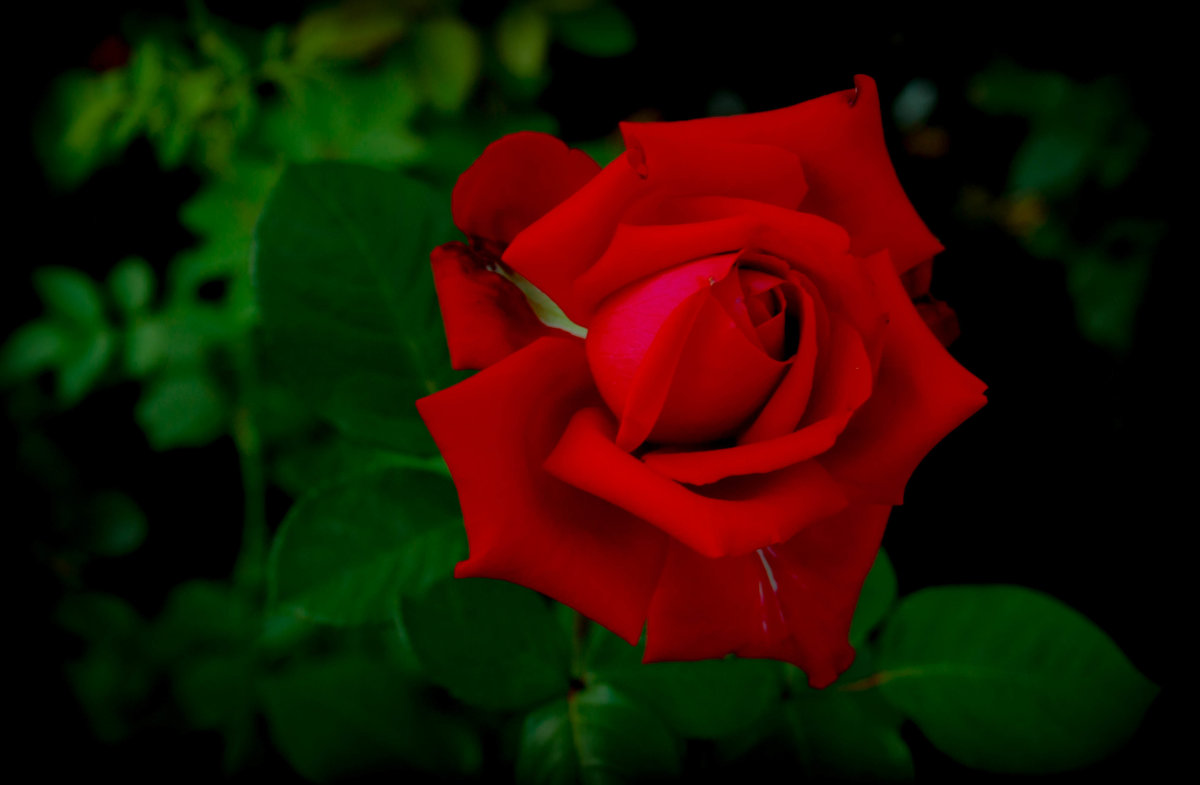 Роза, страстности эмблема - Мила Солнечная