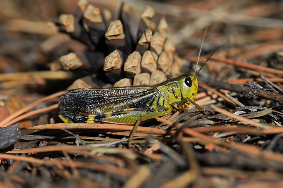 grasshopper - vusovich oleg