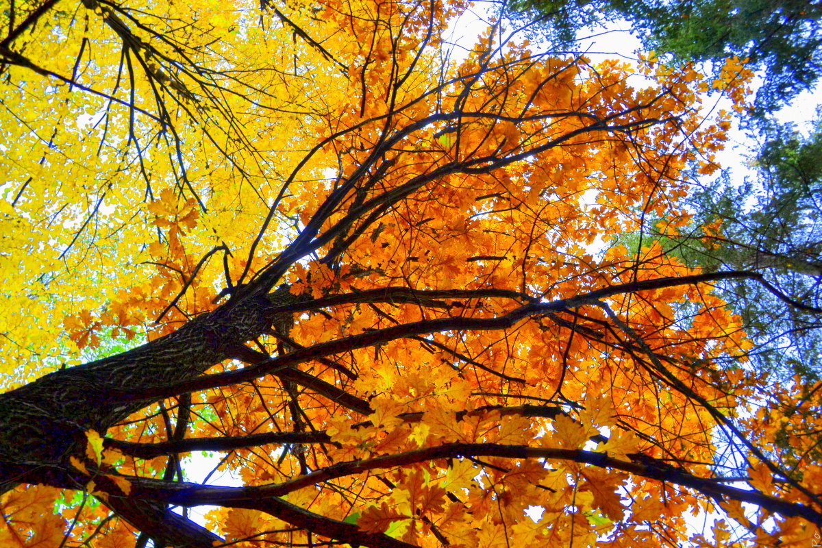 Яркие краски осени - Полинка 