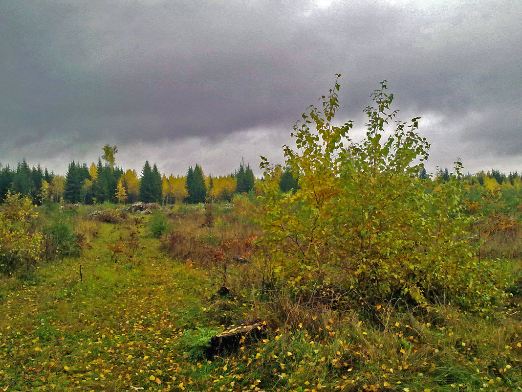 Осенний лес - Анна Рейц