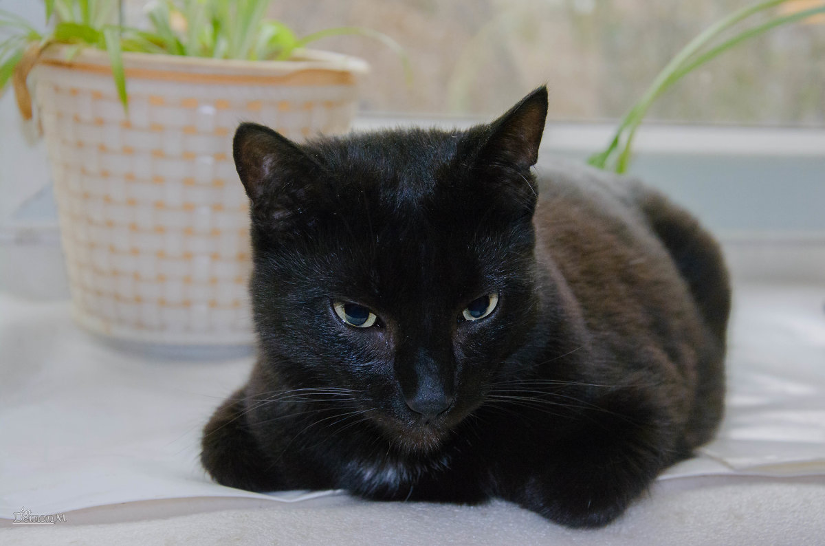 Черная кошка на светлом фоне - Дмитрий Марков