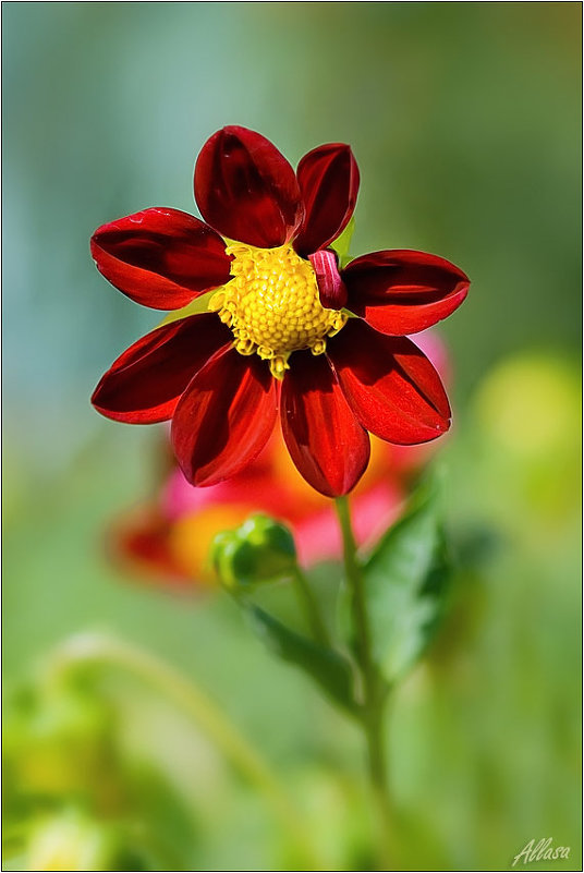 Аленький цветочек - Алла Allasa