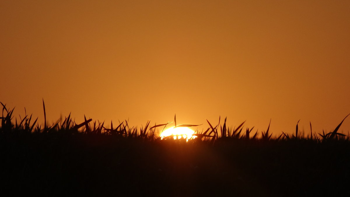 солнце скатилось в пшеницу - Дарья Лююнтин 