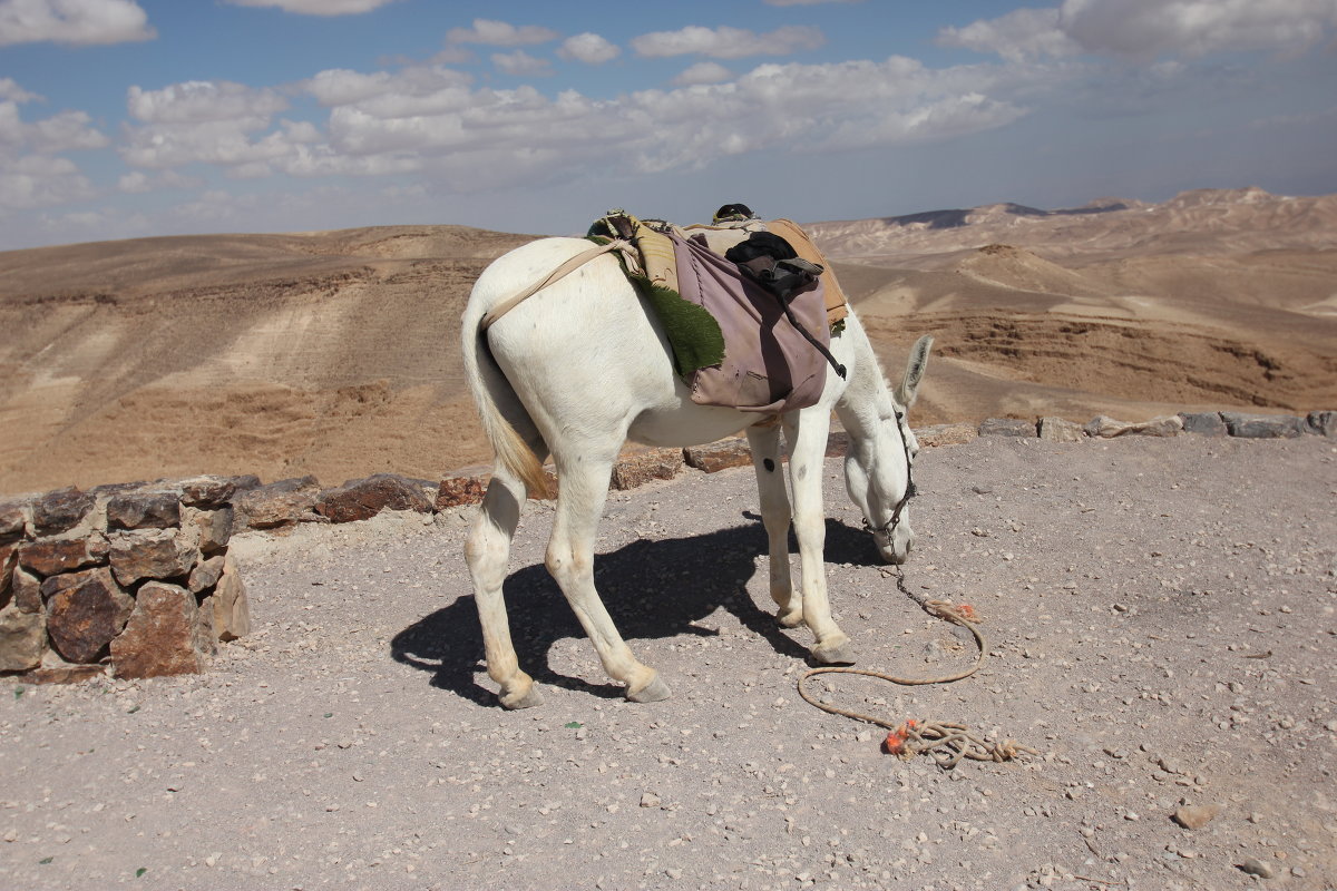 транспорт бедуина. - gennadi ren