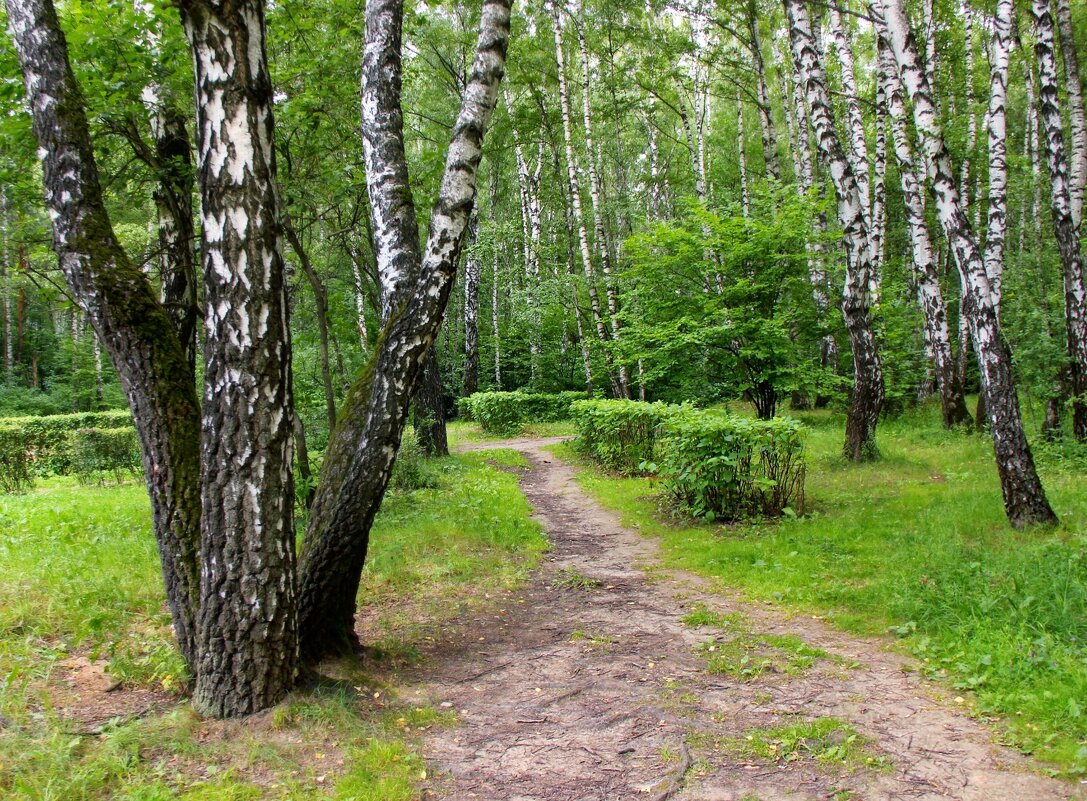 Тропинки,дорожки... - Наталья Соколова