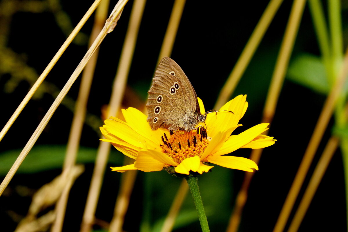 бабочки и цветы 56 - Александр Прокудин