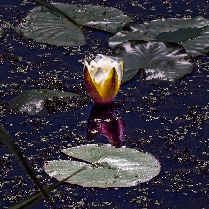 Свечой горит на озере водяная лилия - Евгений 